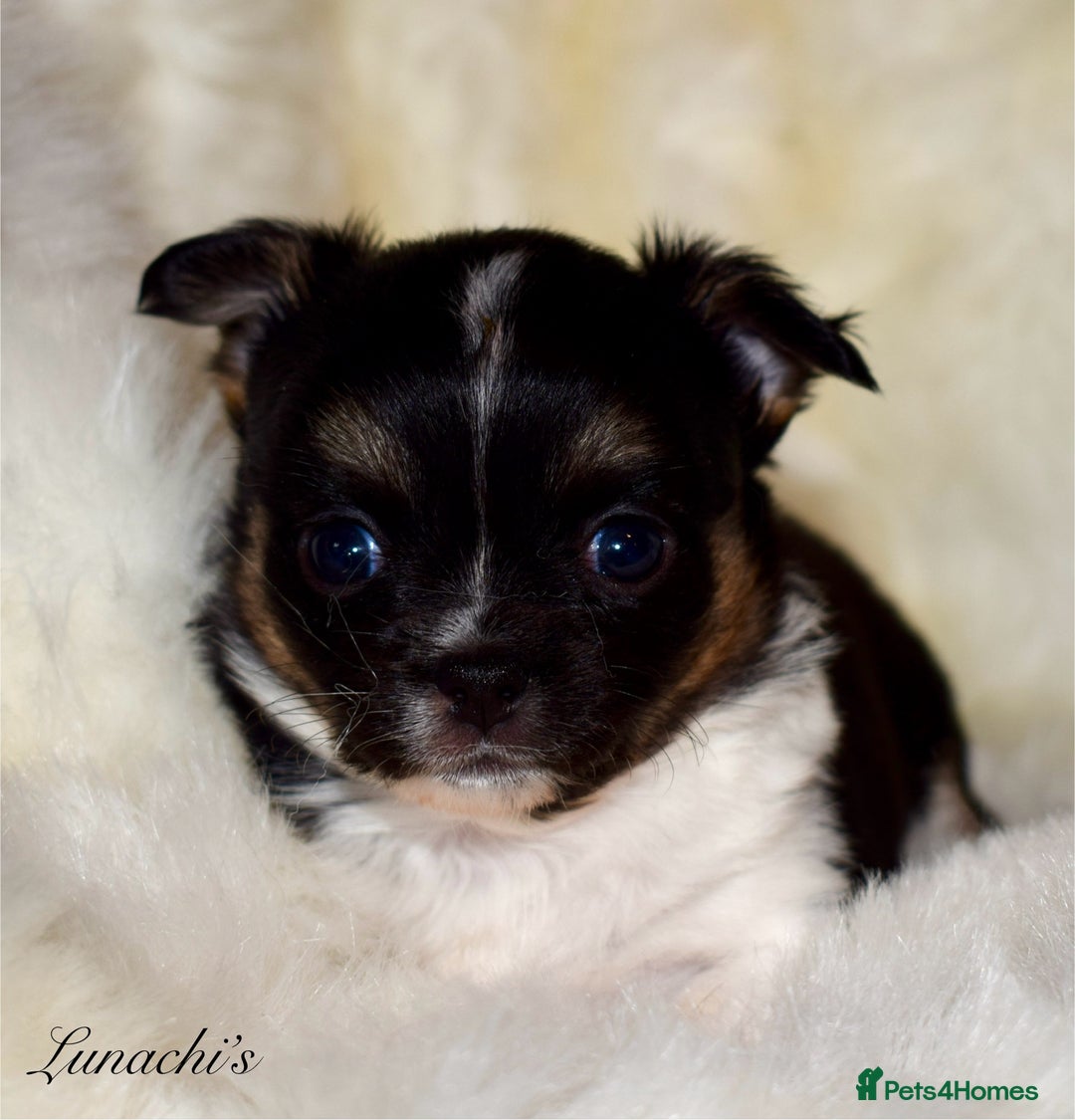 Chihuahua dogs for sale: Stunning long coat chihuahua puppies - Image 5