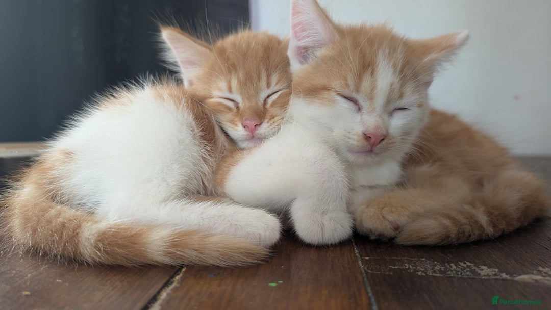 Mixed Breed cats for sale: Beautiful fluffy kittens dads part maincoon  - Image 10