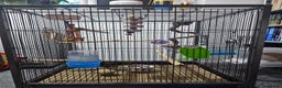 Parakeets birds for sale: Kakariki+Cage+toys+foods+bath+multivitamins+sprays - Advert 12