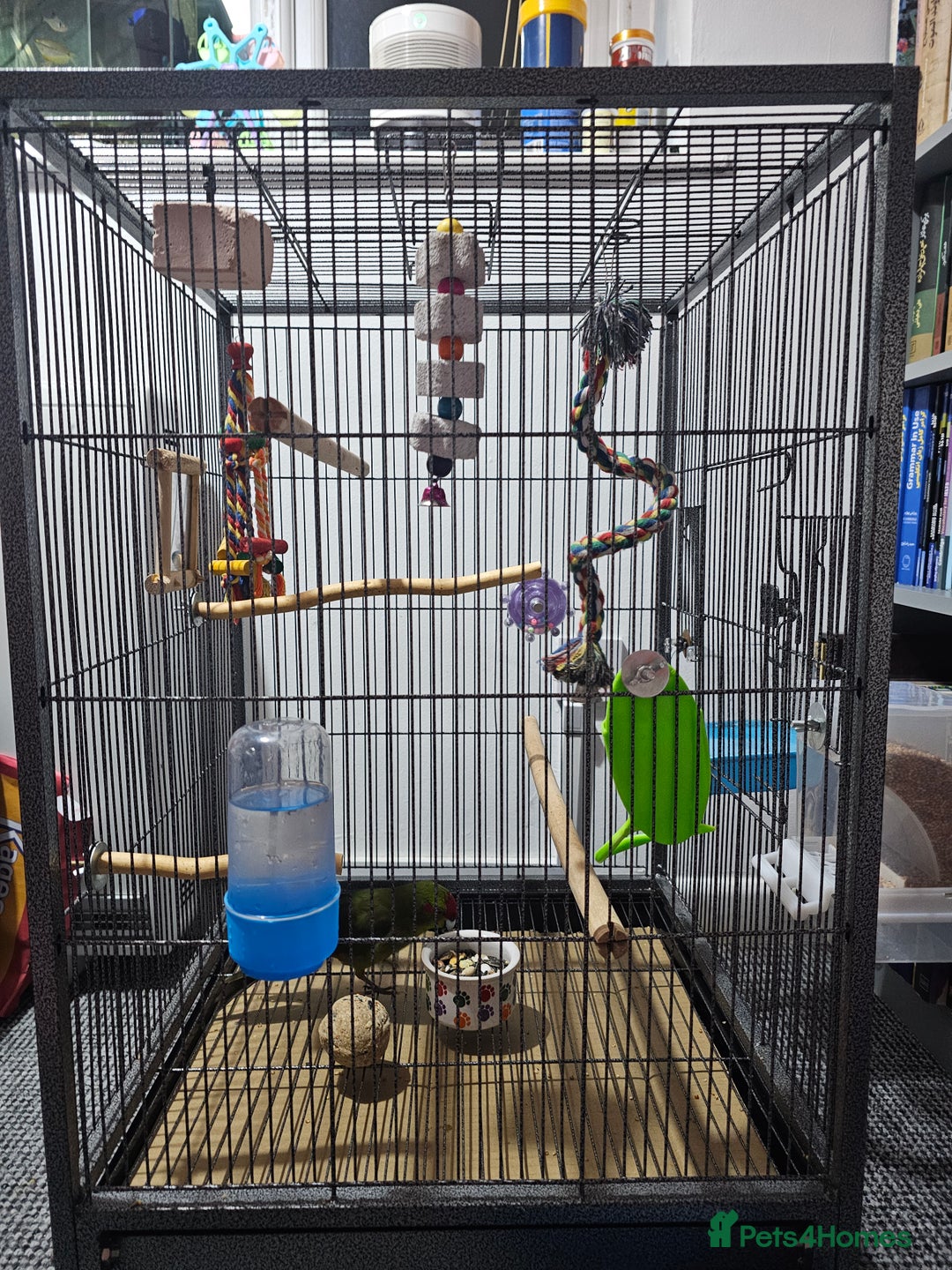 Parakeets birds for sale: Kakariki+Cage+toys+foods+bath+multivitamins+sprays - Image 12