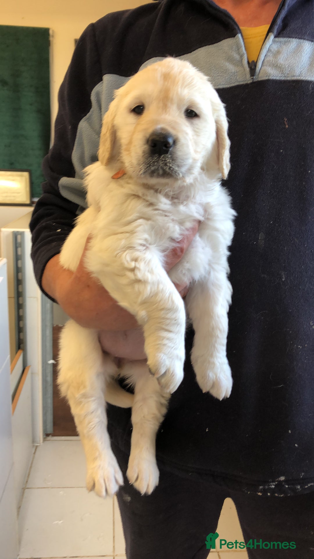 Golden Retriever dogs for sale: Kc reg stunning boys health checked parents - Image 3