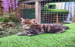 Maine Coon cats for sale: Maine Coon kittens for sale CF81  - Image 8