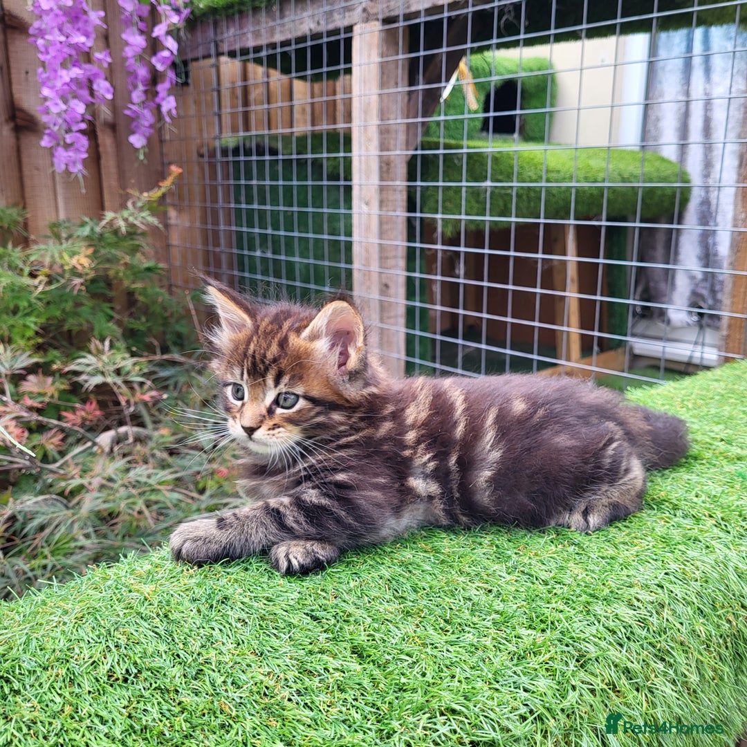 Maine Coon cats for sale: Maine Coon kittens for sale CF81  - Image 8