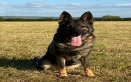 German Shepherd dogs for sale: Stunning German Shepard Litter Only 4 girls left - Image 35