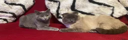 Scottish Fold cats for sale: Scottish fold and british shorthair for sale  in Bradford - Advert 3