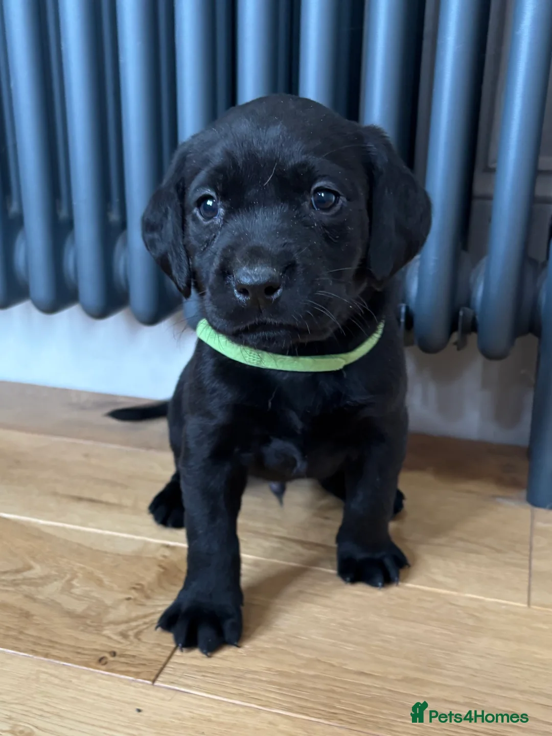 Labrador Retriever dogs for sale: Stunning Labradors KC registered DNA Tested Hip Sc - Advert 8