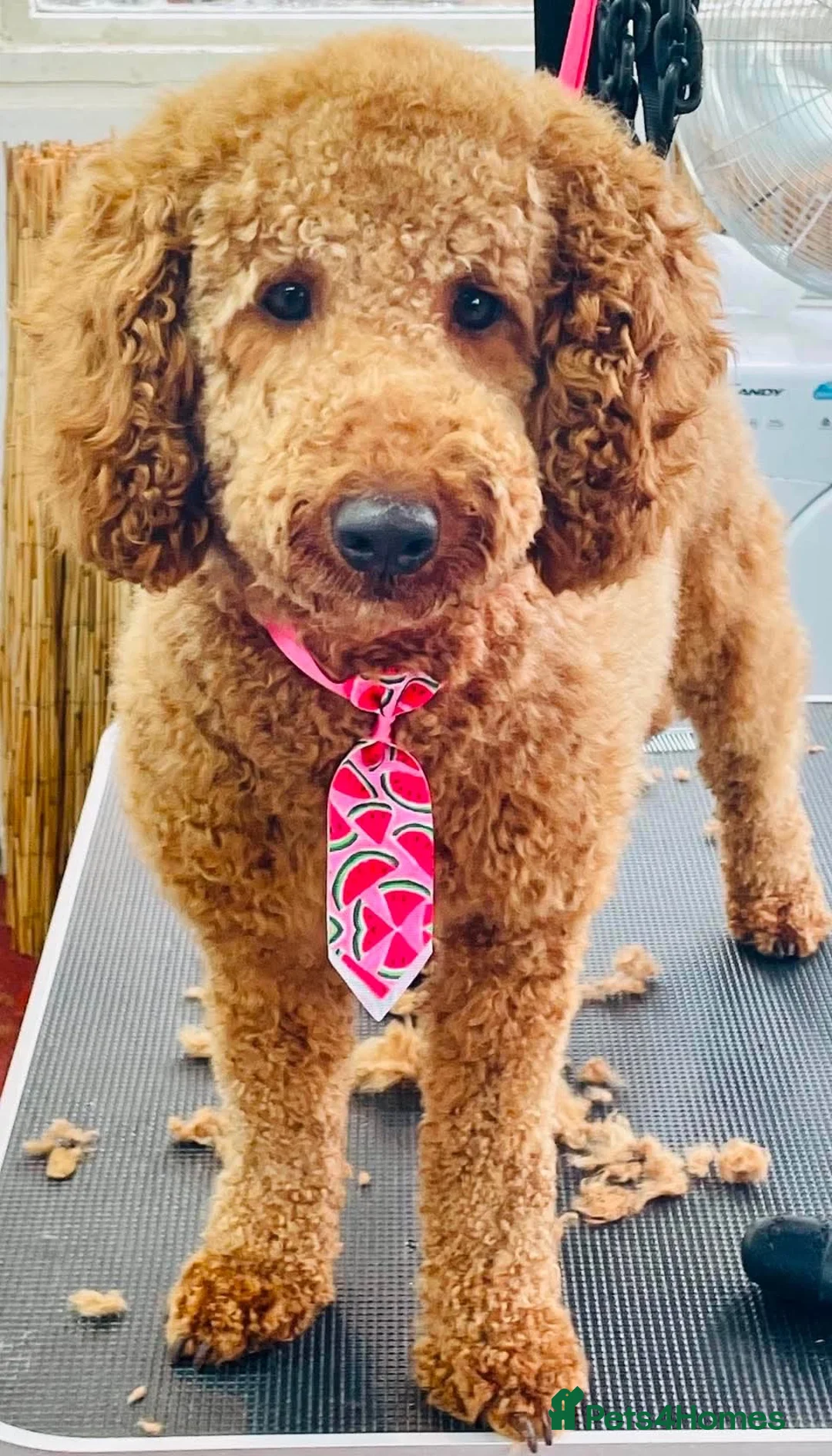 Cockapoo dogs for stud: Teddy available for stud - Advert 1
