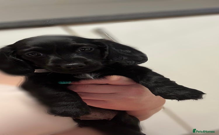 Dachshund dogs in Bridgend - Advert 6