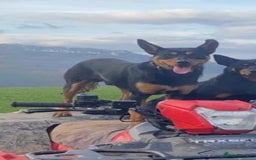 Mixed Breed dogs for sale: Collie X Kelpie puppies - Image 10