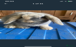 Mini Lop rabbits for sale: Stunning pure mini lop baby rabbits  - Image 21
