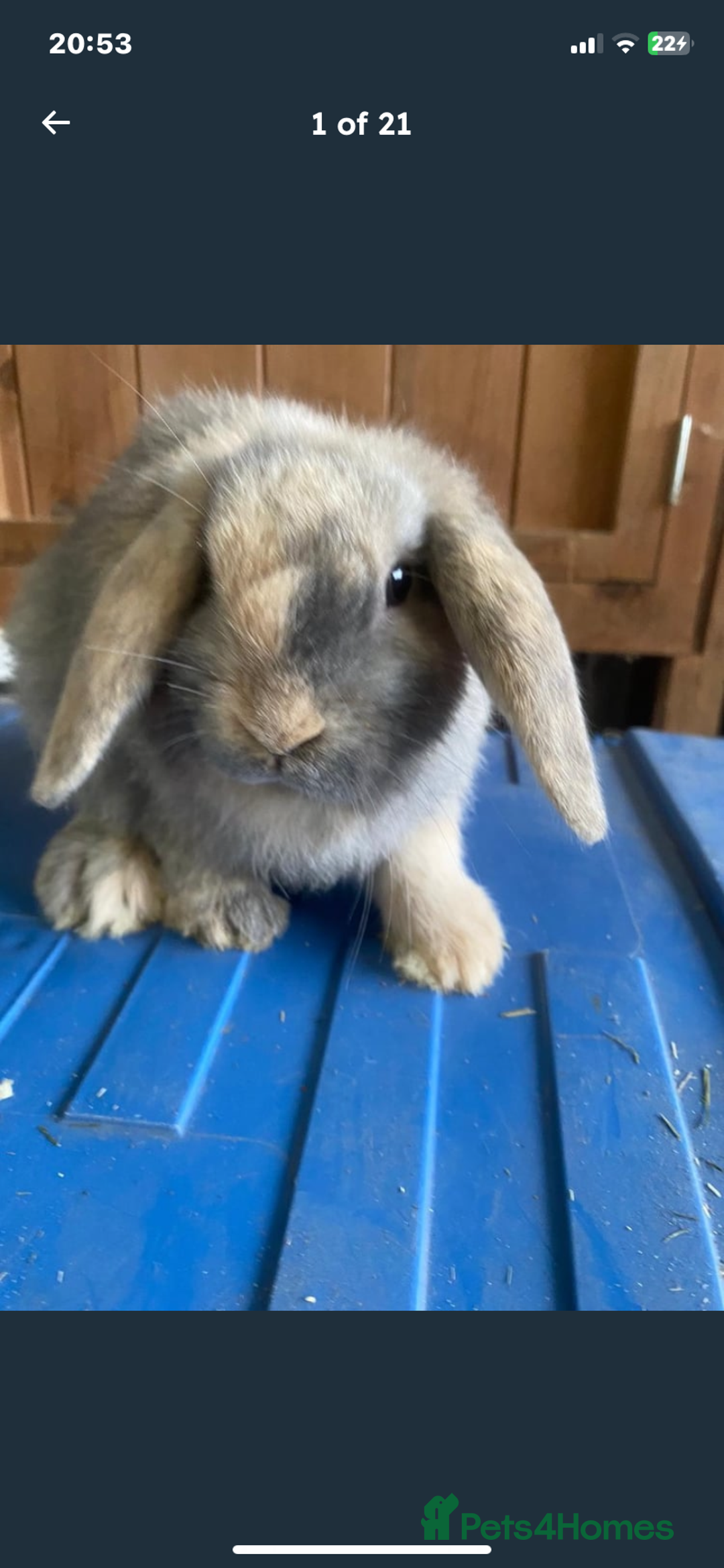 Mini Lop rabbits for sale: Stunning pure mini lop baby rabbits  - Image 21