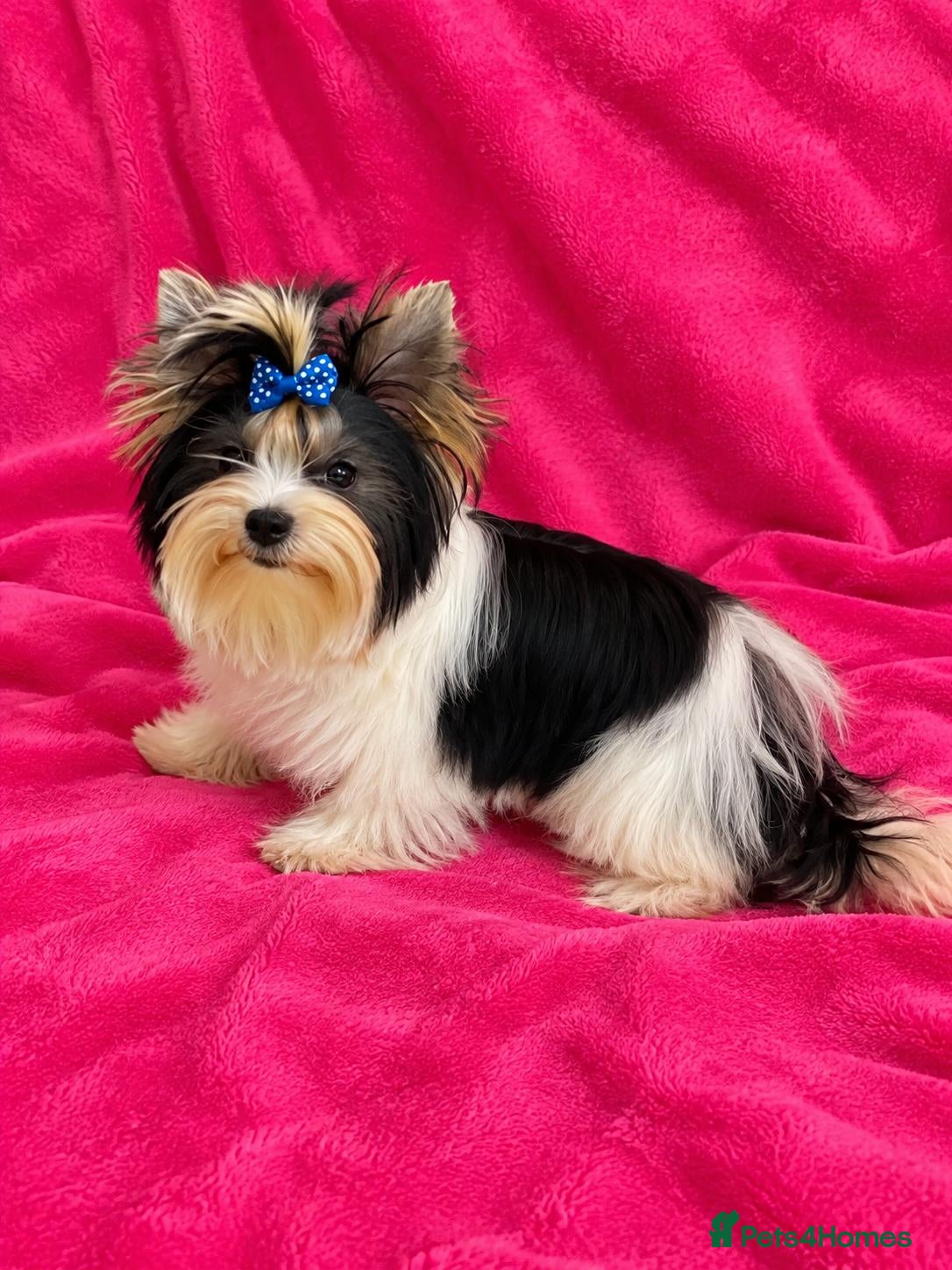 Yorkshire Terrier dogs Beautiful Biewer Yorkshire Terrier Girl - Advert 12