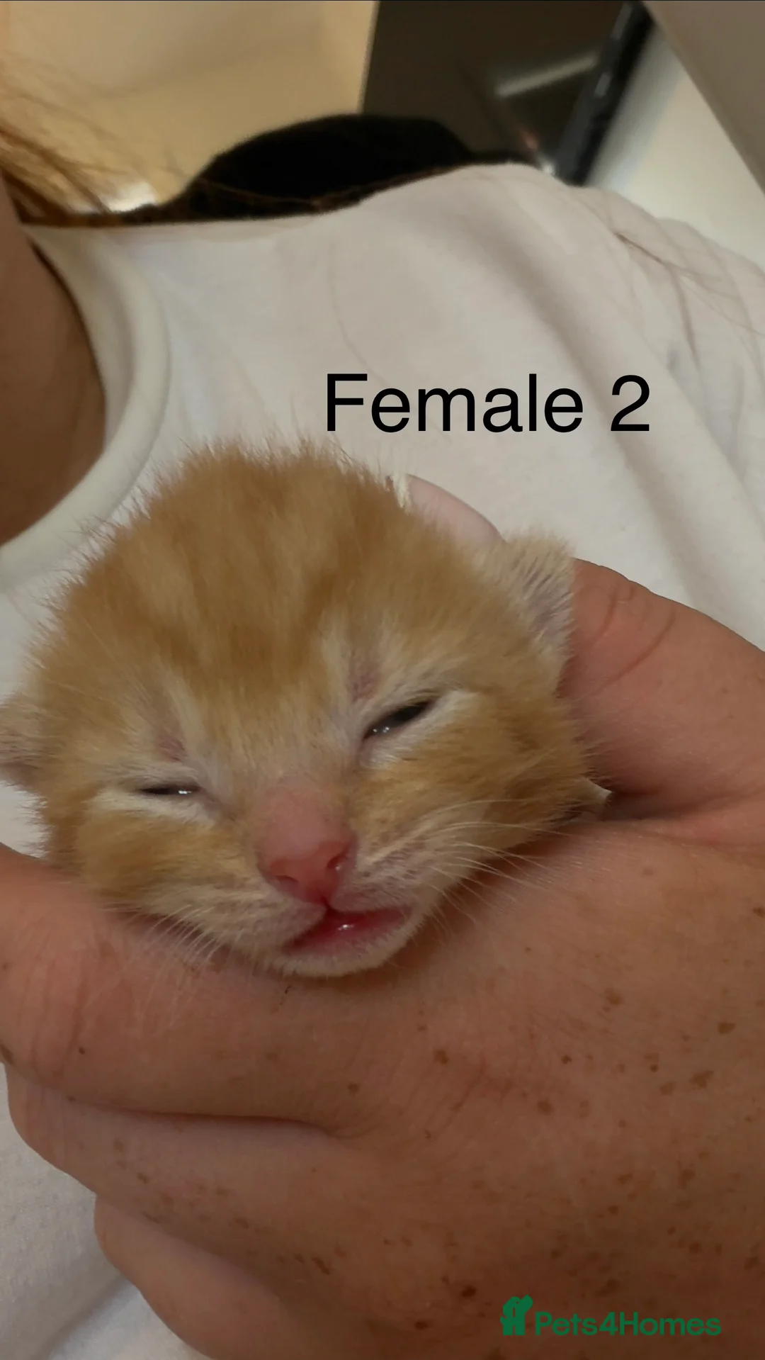 Mixed Breed cats for sale: 2 ginger female kittens - Advert 2