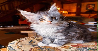 Maine Coon cats - Advert 2