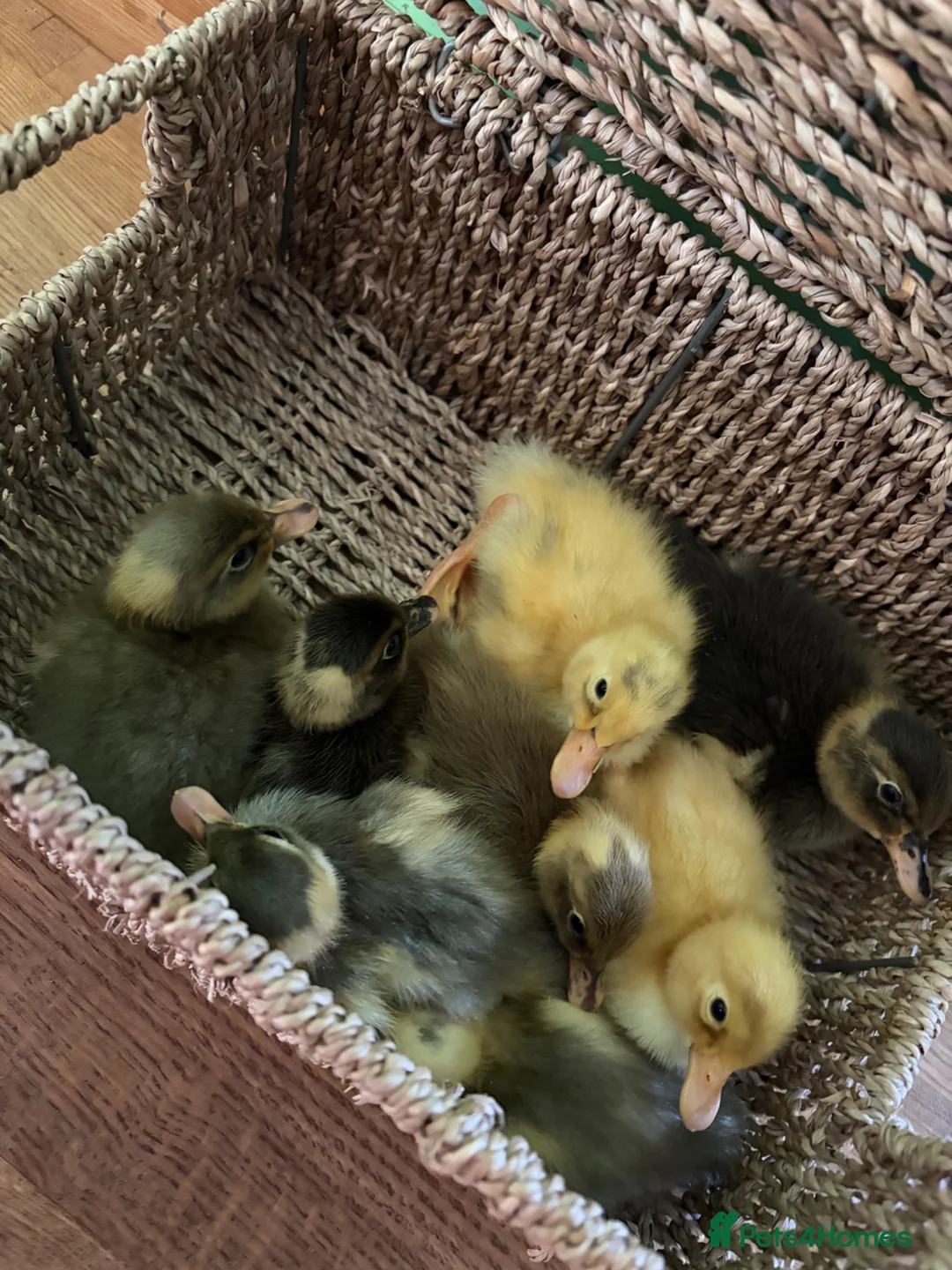 Ducks poultry for sale: Indian runner fertile eggs - Advert 4