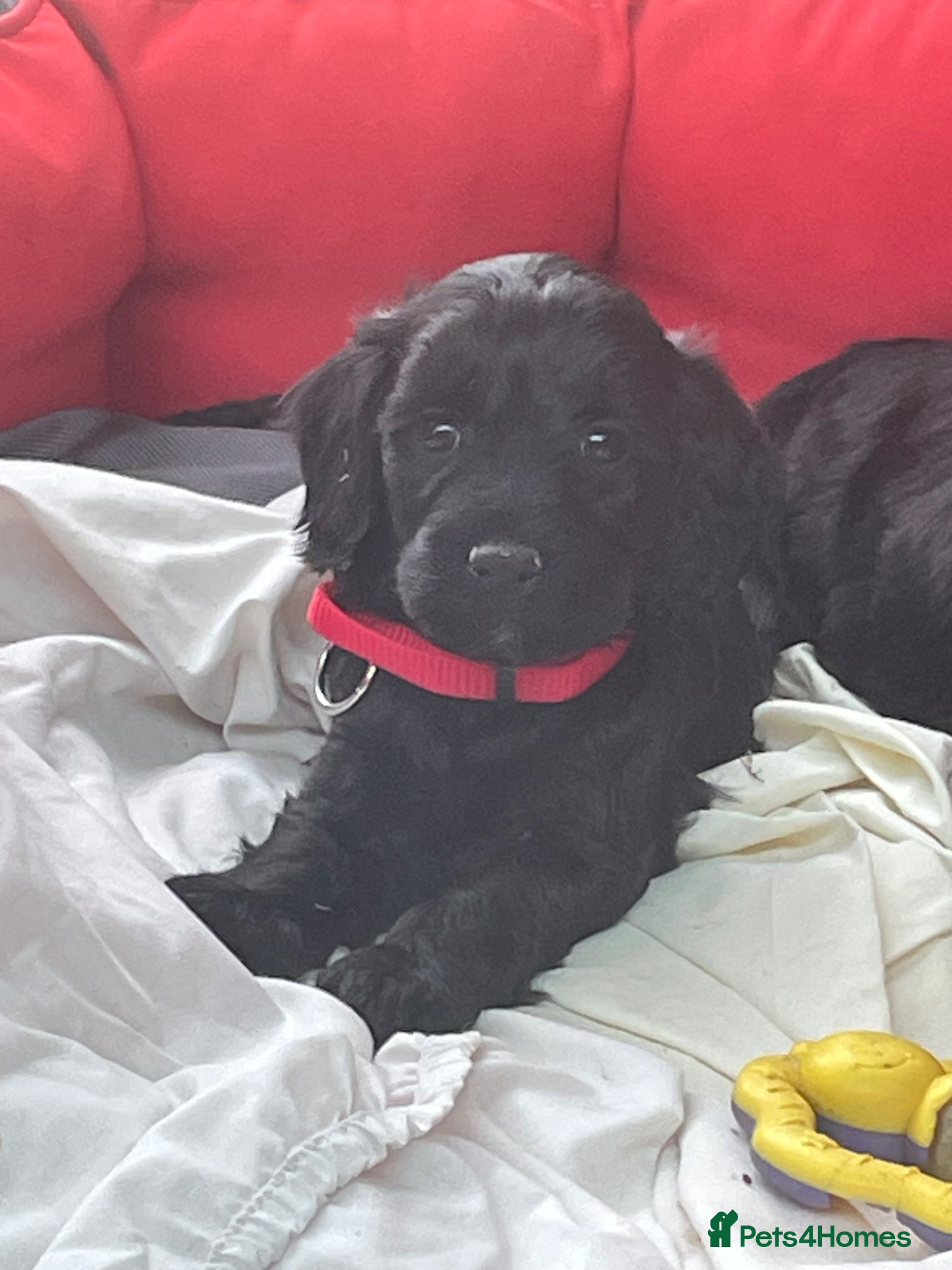 Cockapoo dogs F1 Cockapoo  - Advert 15