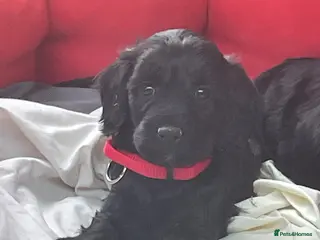 Cockapoo dogs F1 Cockapoo - Advert 4