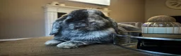 Mini Lop rabbits for sale: Beautiful Pablo the Holland lop  - Advert 3