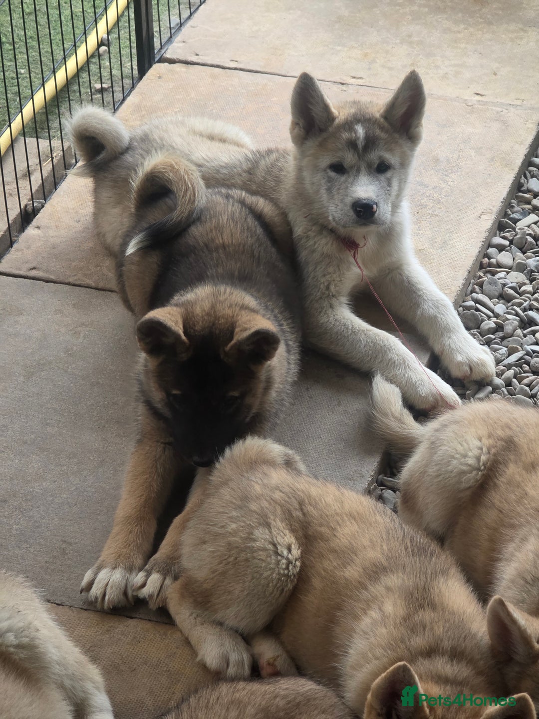Mixed Breed dogs for sale: Beautiful Malamute x akita puppies  - Image 3