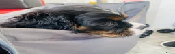 Cava Tzu dogs for sale: Stunning Tricolour Cava Tzu Boy – Cavalier Look - Advert 9