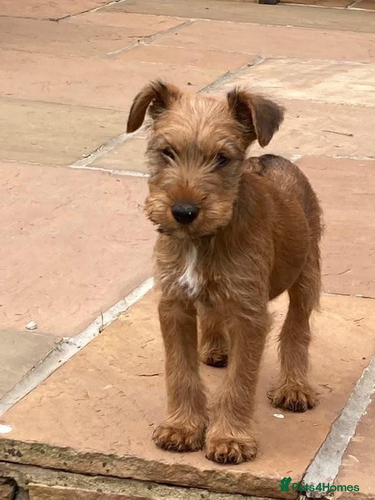 Irish Terrier dogs Irish Terrier health checked - Advert 2