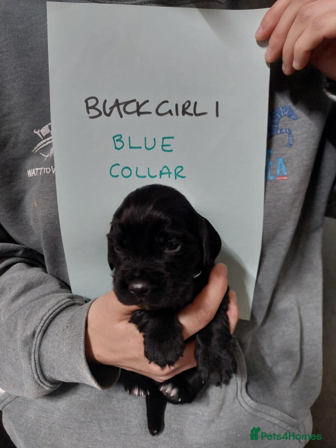 Cocker Spaniel dogs for sale: KC registered Cocker Spaniel puppies for sale - Advert 9