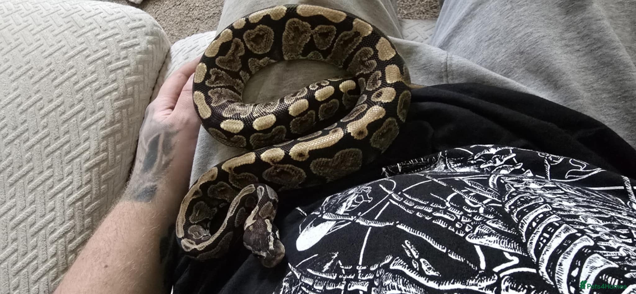 Python Snake reptiles 2 ball pythons for sale  - Advert 4