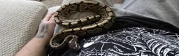 Python Snake reptiles for sale: 2 ball pythons for sale  in Burton-on-Trent - Advert 1