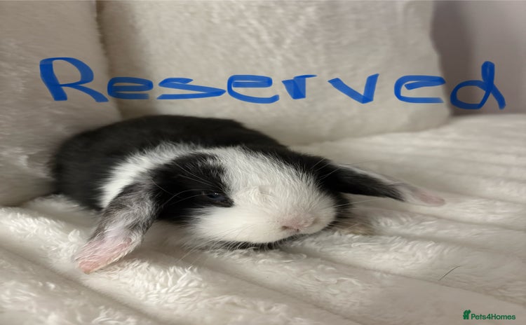Mini Lop rabbits - Advert 13