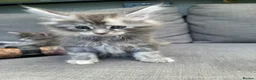 Maine Coon cats for sale: Main coon kittens - Advert 6