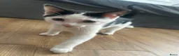 Mixed Breed cats for sale: Two male kittens  - Advert 7