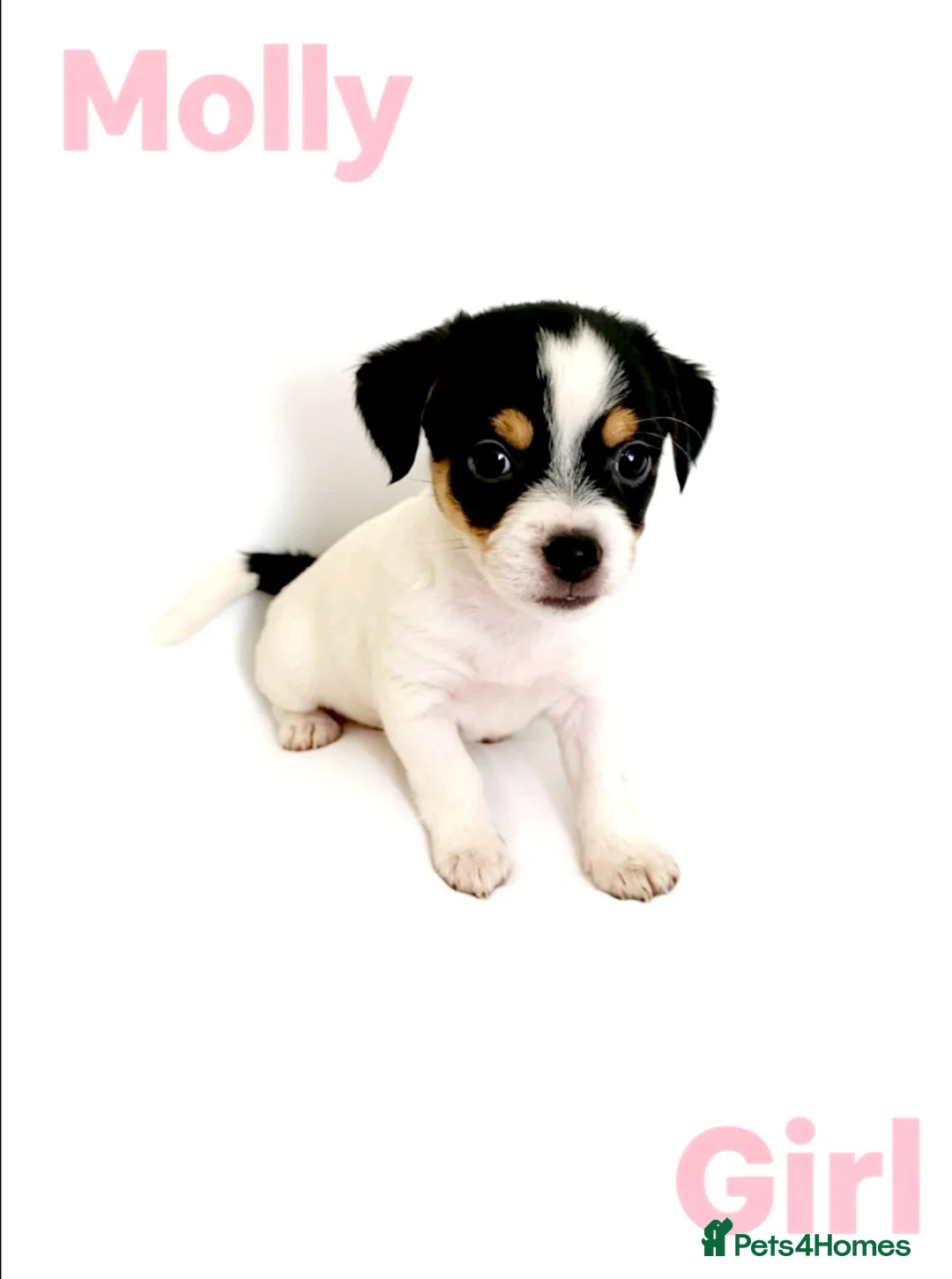 Mixed Breed dogs for sale: Litter of 6 Jack Russell x Chihuahua Puppies  - Advert 20