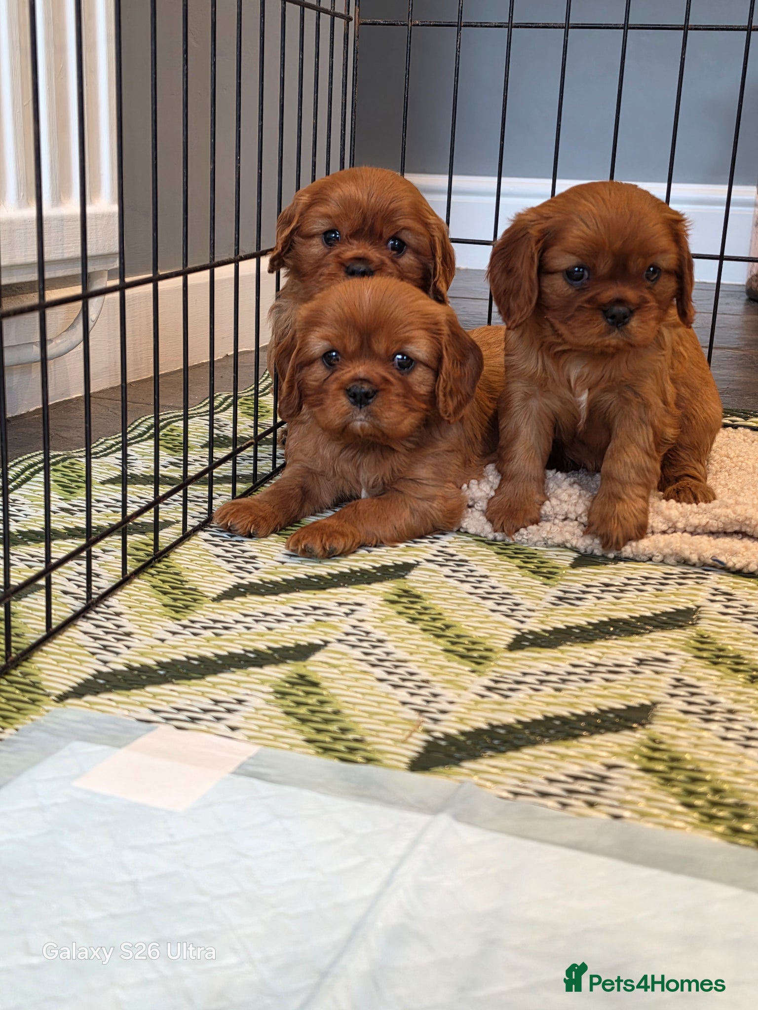 Cavalier King Charles Spaniel dogs 2 handsome boys left - Advert 1
