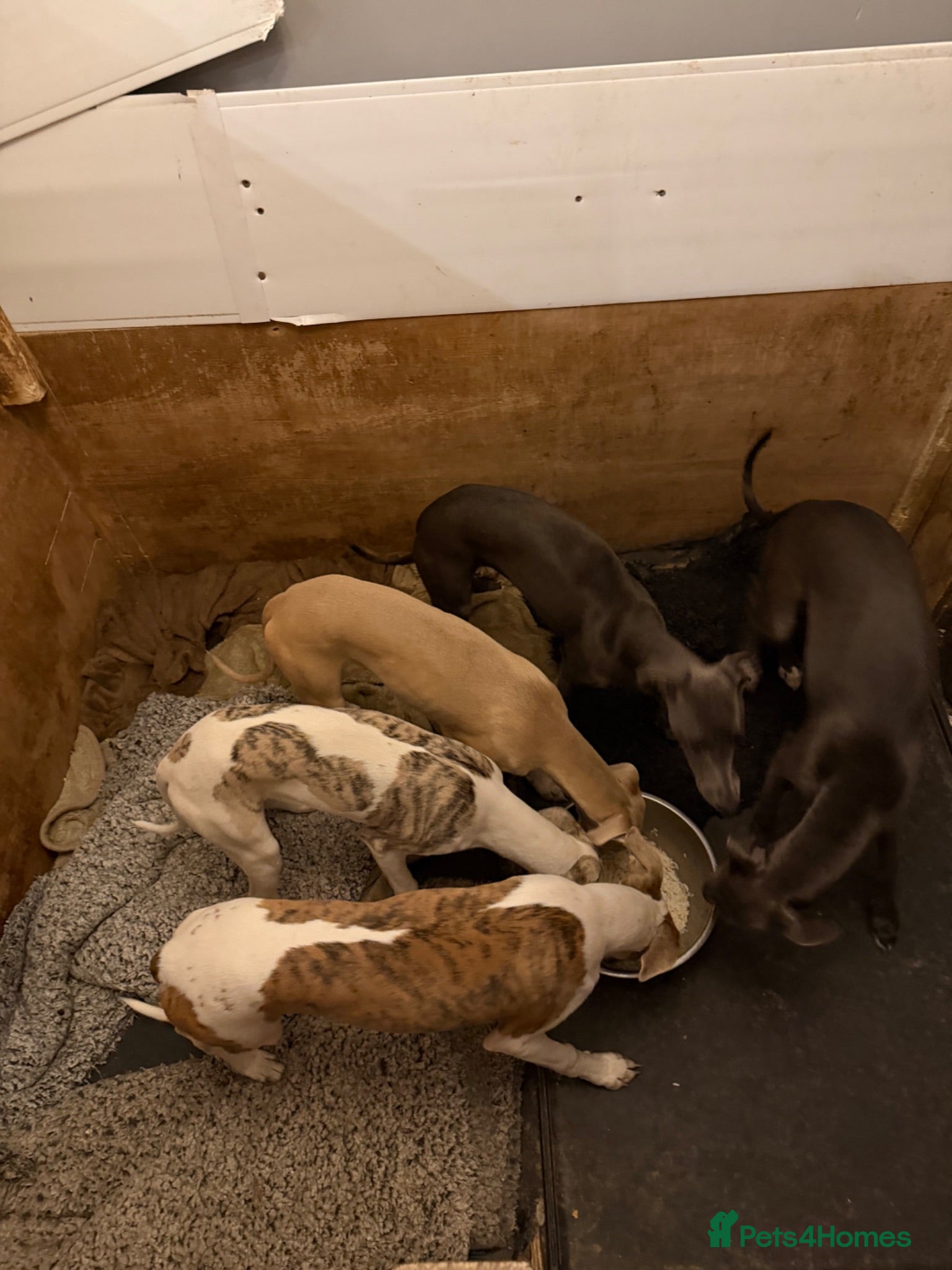 Whippet dogs Blue whippet pups £650 - Advert 4