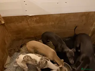 Whippet dogs Blue whippet pups £650 - Advert 4