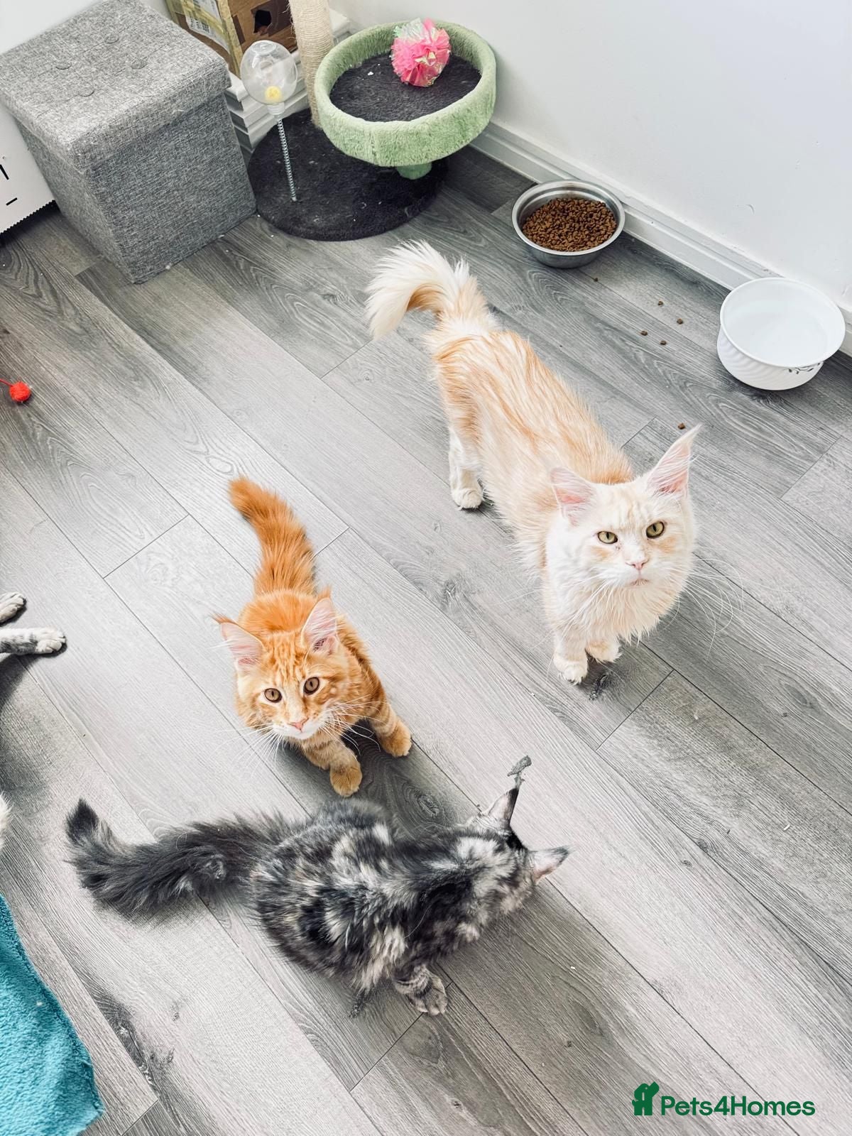 Maine Coon cats Main Coon 🐈 kittens already now  - Advert 2