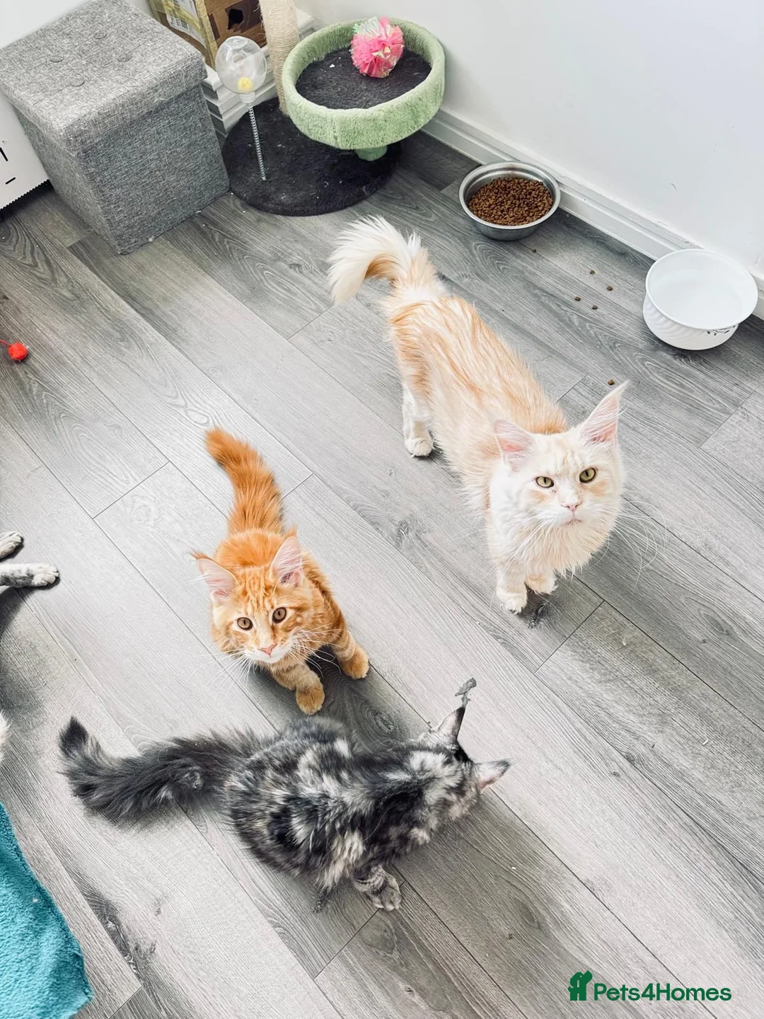 Maine Coon cats for sale: Main Coon 🐈 kittens already now  - Advert 2