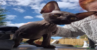 Sphynx cats - Advert 7