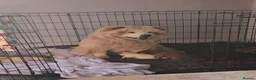 Chow Chow dogs for sale: KC Chowchow puppies - Advert 20