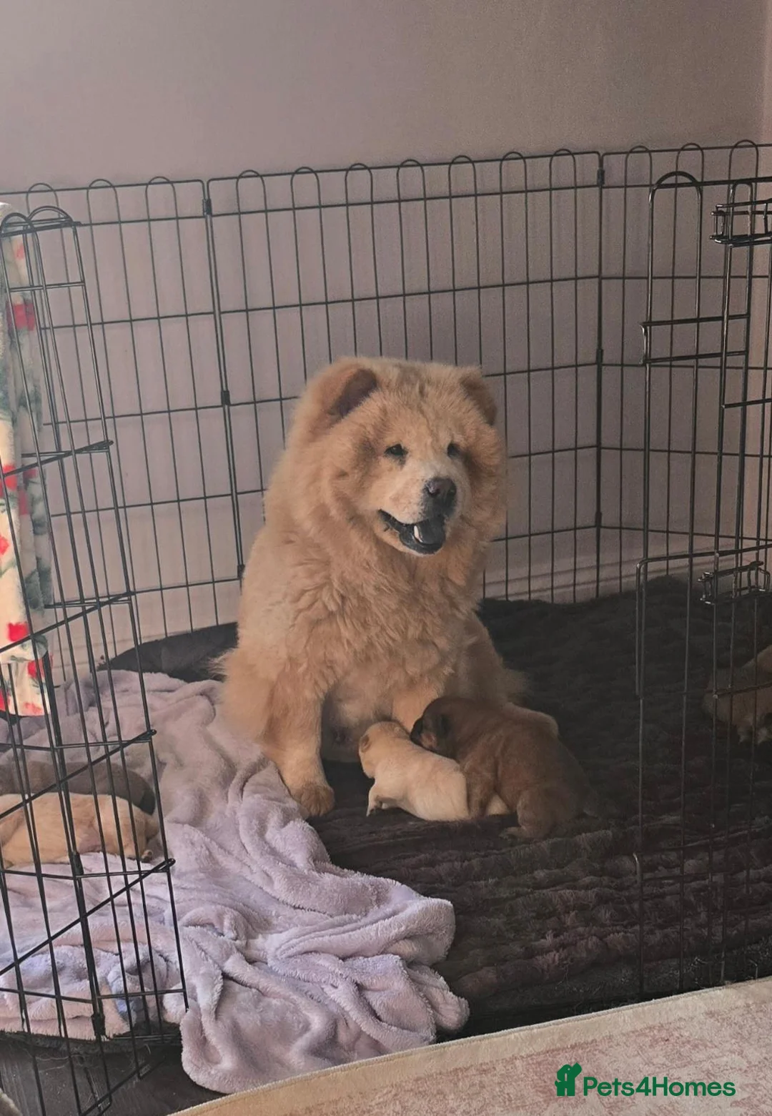 Chow Chow dogs for sale: KC Chowchow puppies - Advert 20