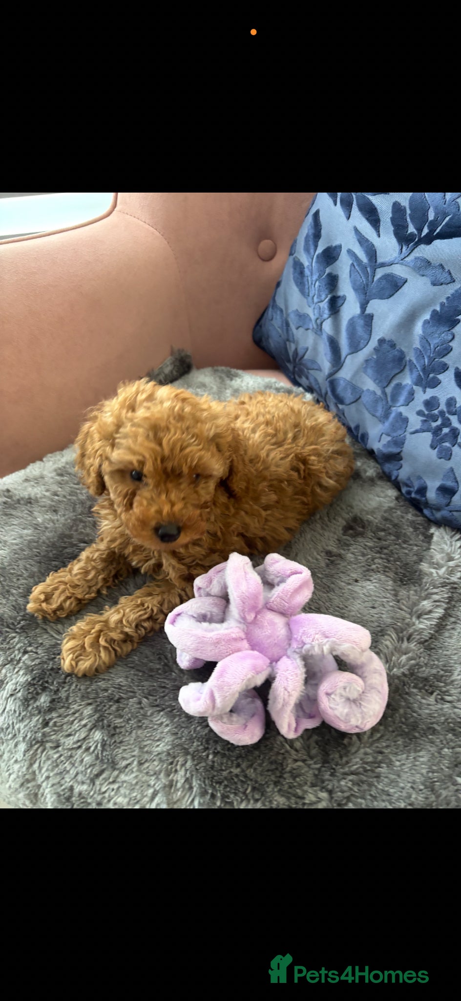Toy Poodle dogs Beautiful KC Registered Toy Poodle Puppies  - Advert 15