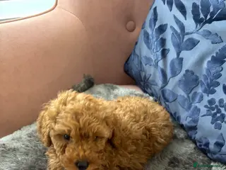 Toy Poodle dogs Beautiful KC Registered Toy Poodle Puppies - Advert 3