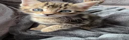 Bengal cats for sale: Bengal x Maine Coon Kittens - Advert 14