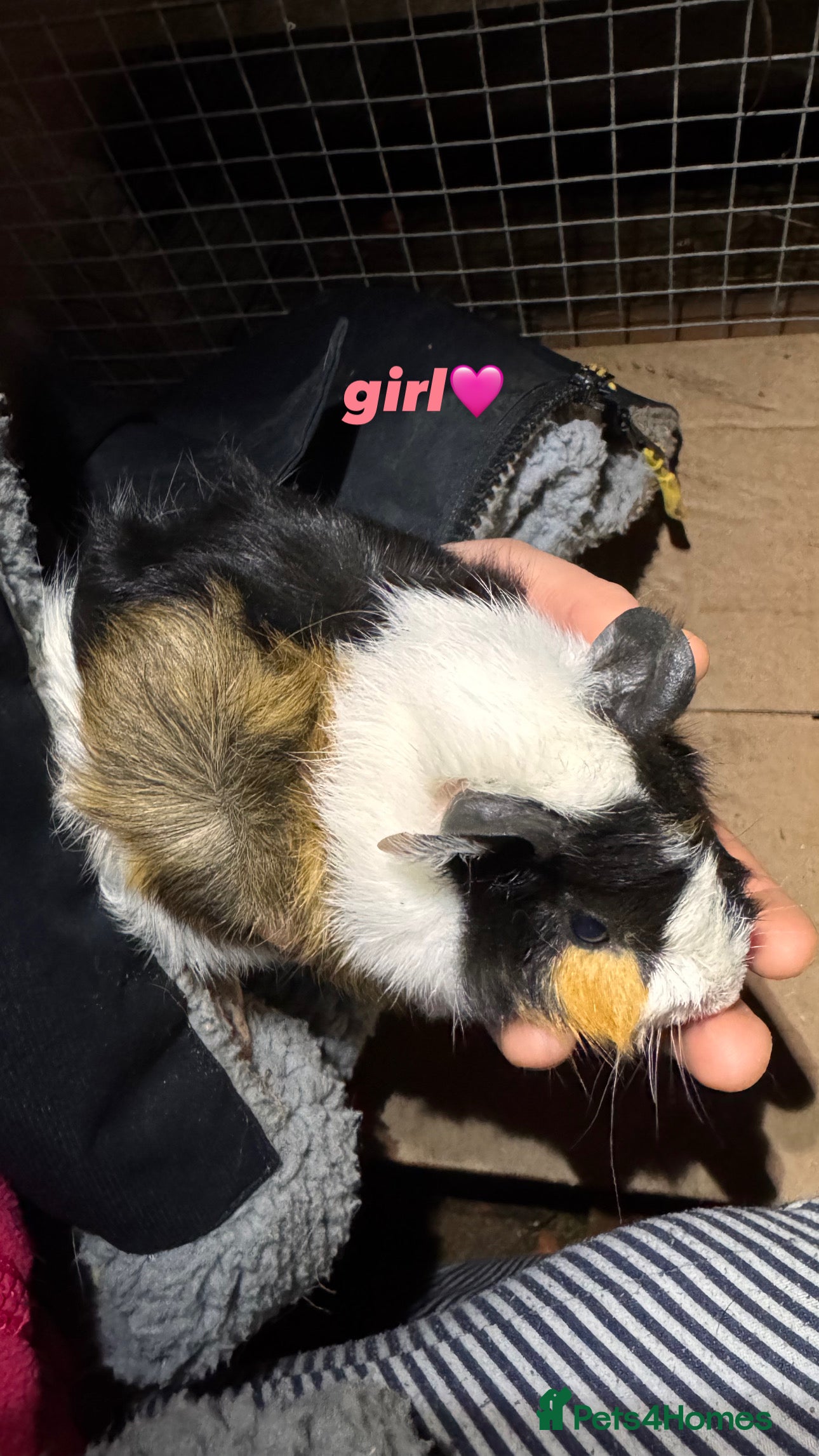 Guinea Pig rodents baby guinea pigs for sale!  - Advert 1