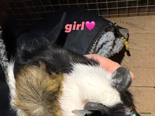 Guinea Pig rodents baby guinea pigs for sale! - Advert 12