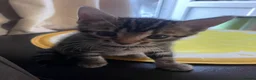 Bengal cats for sale: Bengal / British shorthair  - Advert 14