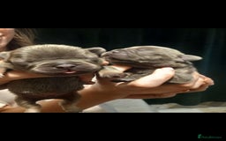 French Bulldog dogs for sale: French bulldog pups  - Image 3