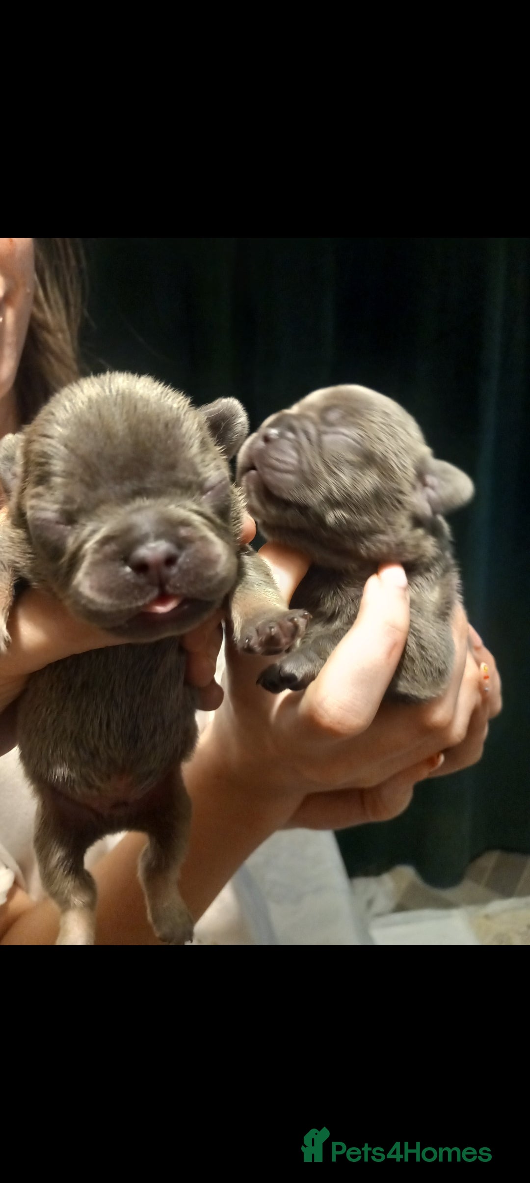 French Bulldog dogs for sale: French bulldog pups  - Image 3