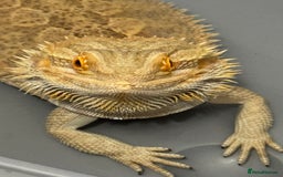 Bearded Dragon reptiles for sale: 12 Month male bearded dragon  - Image 9