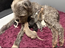 Mixed Breed dogs Bedlington/whippet puppies - Advert 6